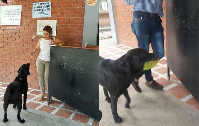Сообразительный пес увидел, как люди платят за еду, и повторил за ними