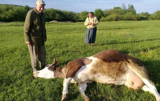 На Прикарпатье массовое отравление коров