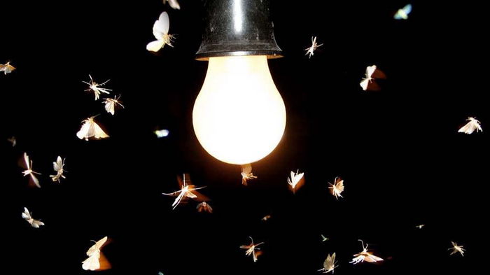 Почему мотыльков так привлекает свет: виновата не природа, а люди (видео)
