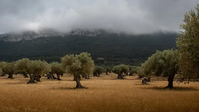 Артефакт древних времен: ученые обнаружили самое старое оливковое дерево в мире