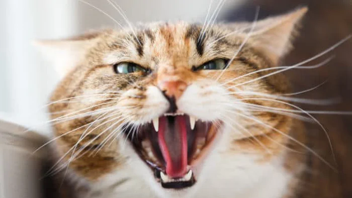 В японском городке разыскивают «опасного» кота, свалившегося в чан с химикатами