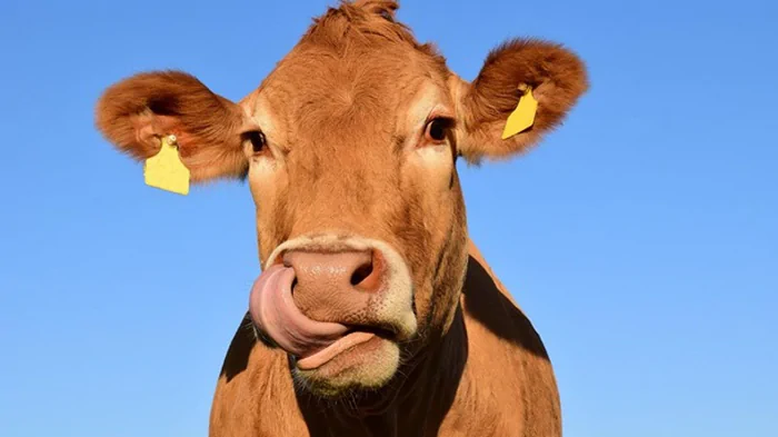 Впервые в истории коровы заразились смертоносным вирусом