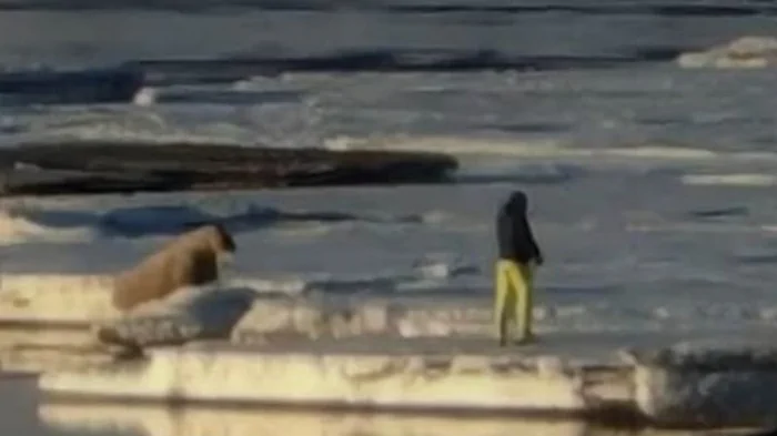 В Норвегии туриста-поляка оштрафовали за близкий подход к моржу