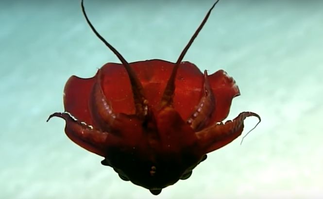 Океанологи сняли на видео неизвестного скрюченного моллюска (видео)