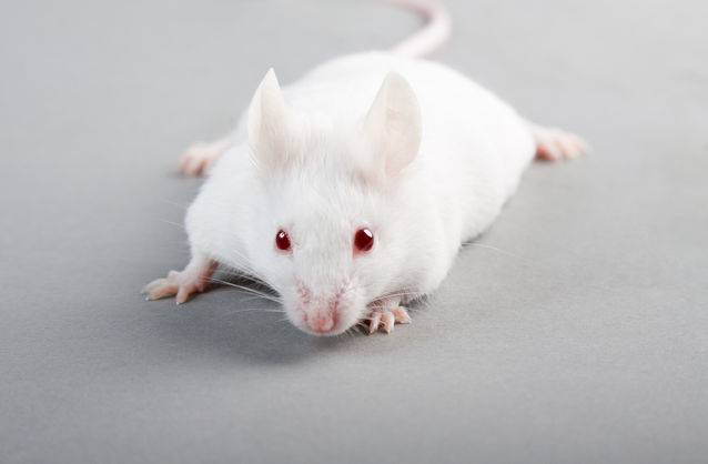 Ученые научились управлять мозгом мышей с помощью света
