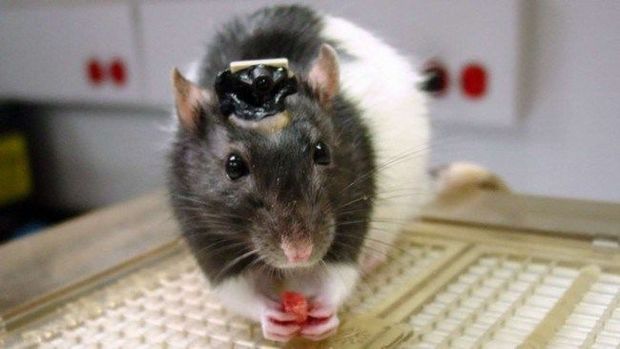 У крыс обнаружили признаки человеческого сознания