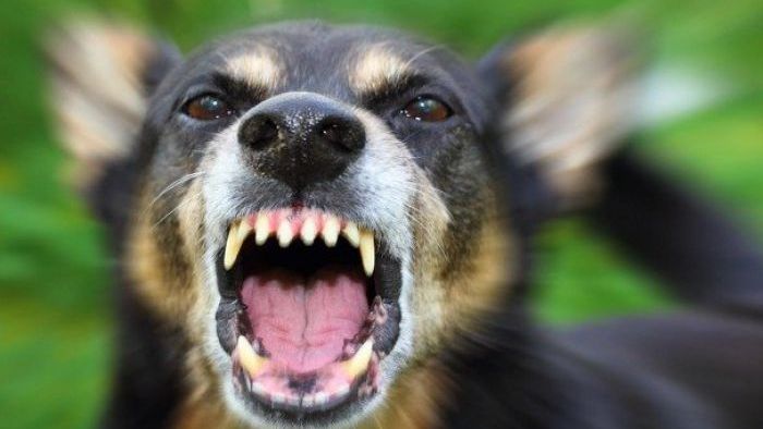 Что делать, если на вас напала собака? 5 важных советов от экспертов