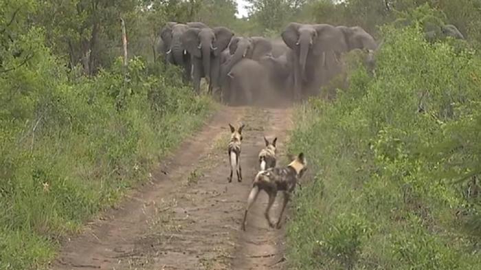 Слоны защитили своих детенышей от стаи хищников (видео)