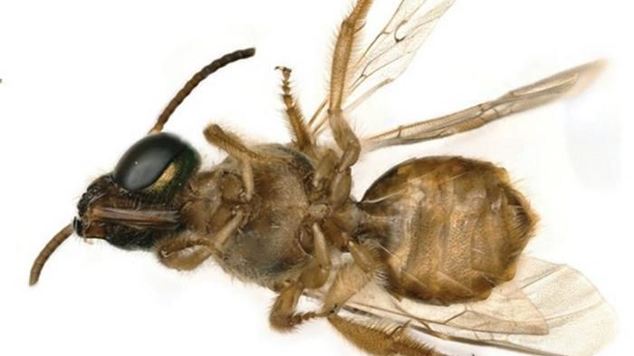 Найдена первая живая пчела-гермафродит
