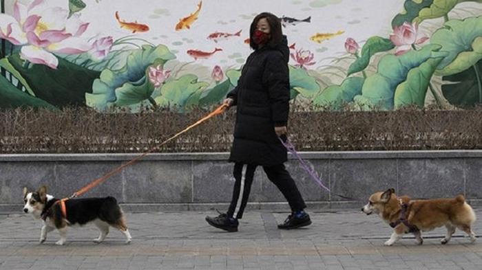 Китай причислил собак к домашним животным
