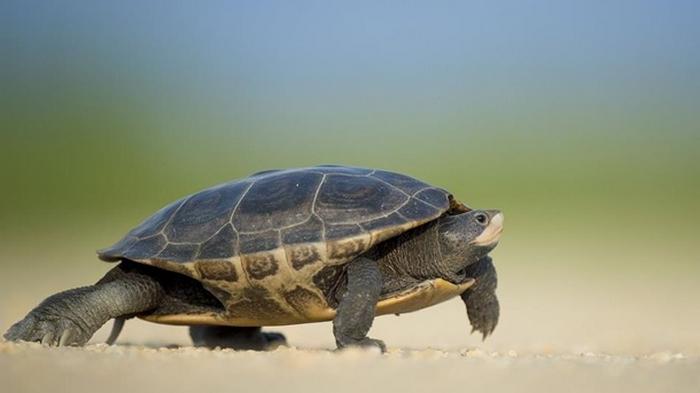 Итальянку оштрафовали за выгул черепахи
