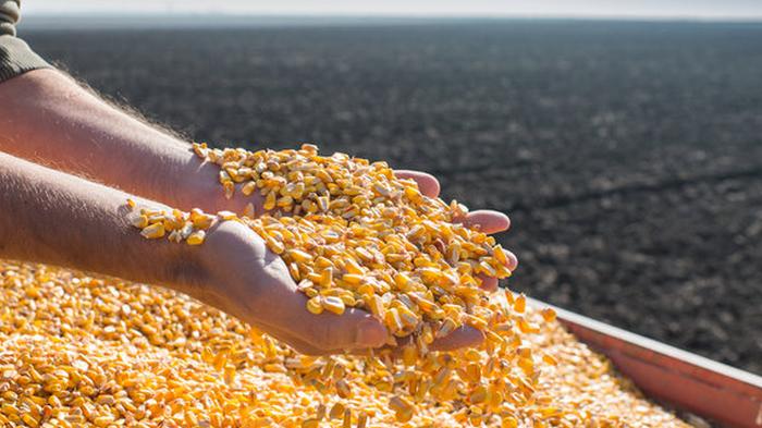 Минэкономики хочет ограничить экспорт кукурузы
