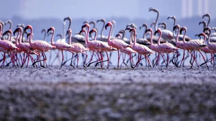 Розовые фламинго наводнили города Индии (фото)