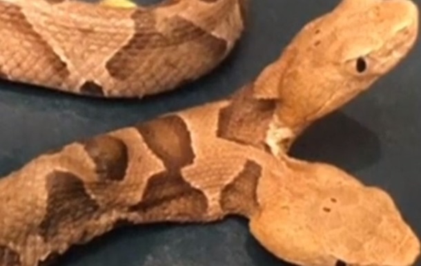 В США обнаружили двуглавую змею (видео)