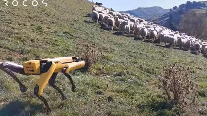 Робот-пес Spot научился пасти овец (видео)