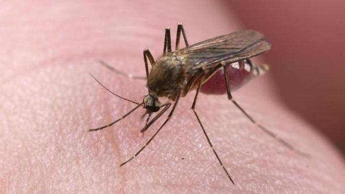 Стало известно, могут ли мухи и комары переносить коронавирус