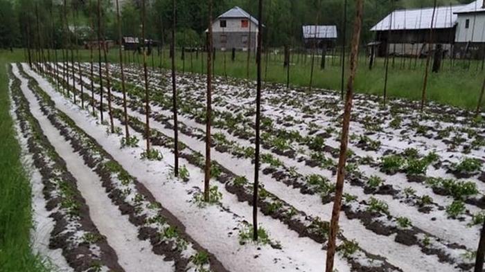 Весенний град уничтожил урожай на Закарпатье (фото)