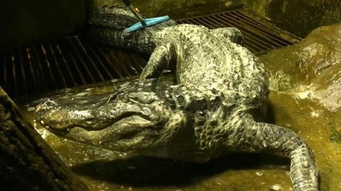 В зоопарке Москвы умер аллигатор-долгожитель (видео)