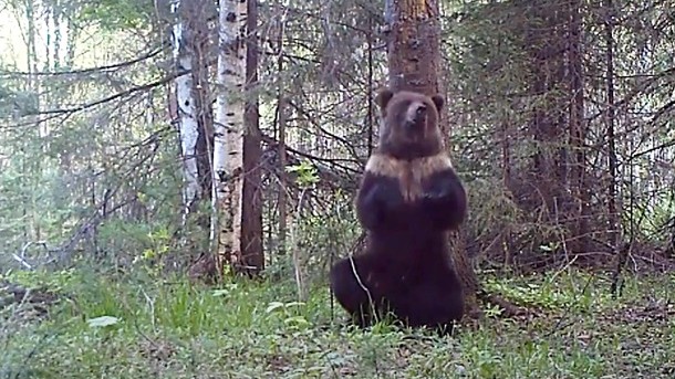 Танец медведя у дерева попал на видео
