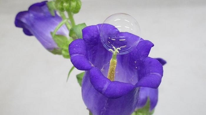 В Японии опыляют цветы мыльными пузырями