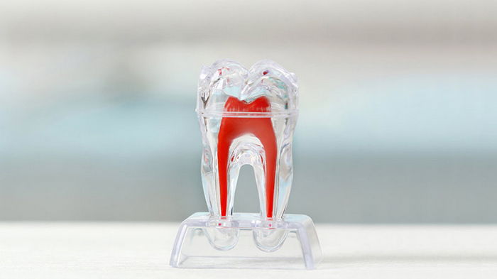 Что такое дентин зуба? Его состав, разновидности и основные функции