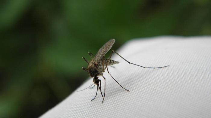 Норвежка наловила ведро комаров (фото)