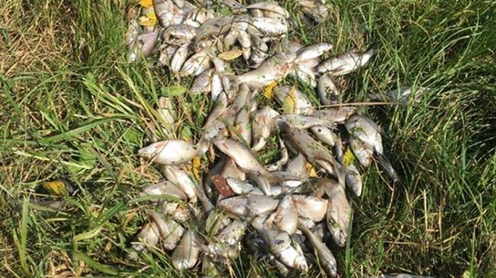 В реке на Житомирщине выявили массовую гибель рыбы (фото)