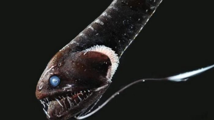 Ученые нашли в Тихом океане ультра-черную рыбу, поглощающую свет