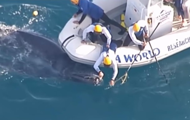 У берегов Австралии спасли детеныша кита