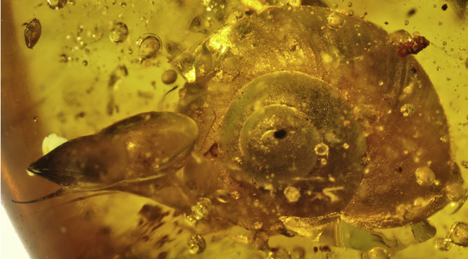В янтаре обнаружили редкую улитку возрастом почти 100 миллионов лет