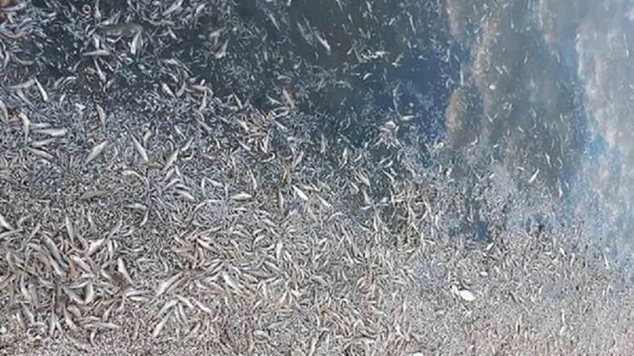 На Херсонщине погибли полтора миллиона рыб (фото)
