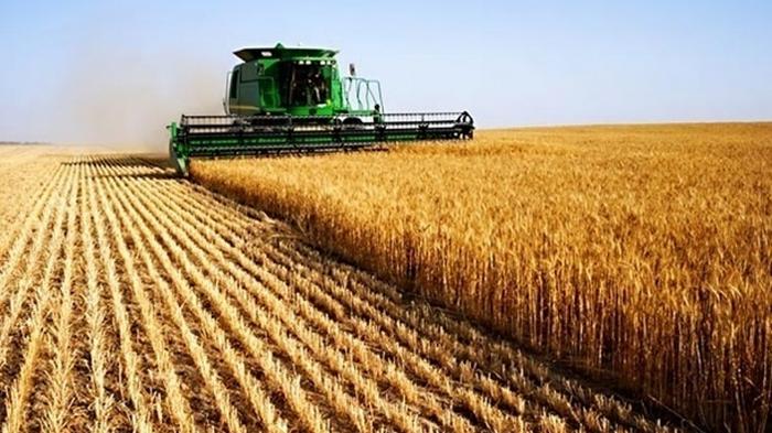 Украина установила лимит на экспорт зерна