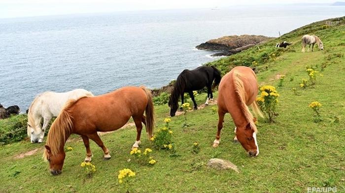Во Франции произошла череда загадочных убийств лошадей