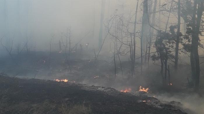 На Харьковщине продолжают тушить лесные пожары