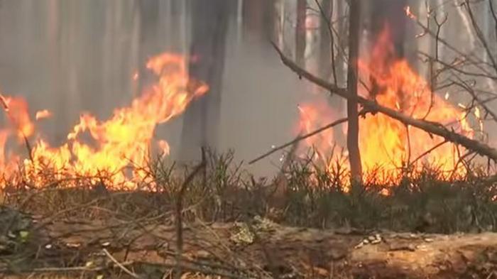 Четыре дня борьбы с огнем. Спасатели ликвидировали лесной пожар в Харьковской области