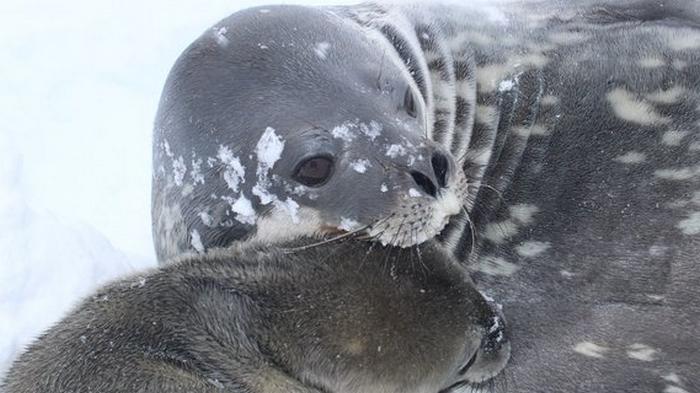 На украинской станции в Антарктиде родился тюлень: полярники просят помочь с именем (фото)