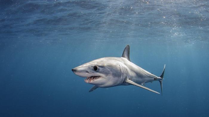Мужчина поймал самую быструю акулу-мако весом в полтонны – это новый рекорд (видео)