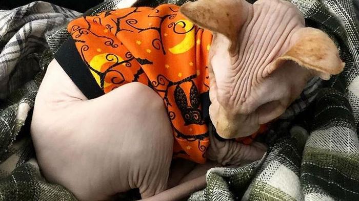 Кот-сфинкс с пугающей внешностью прославился в Instagram: фото