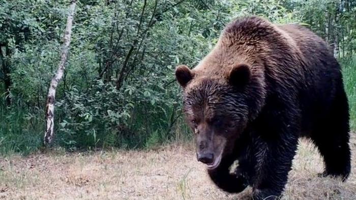 В Чернобыль впервые за сто лет вернулись медведи