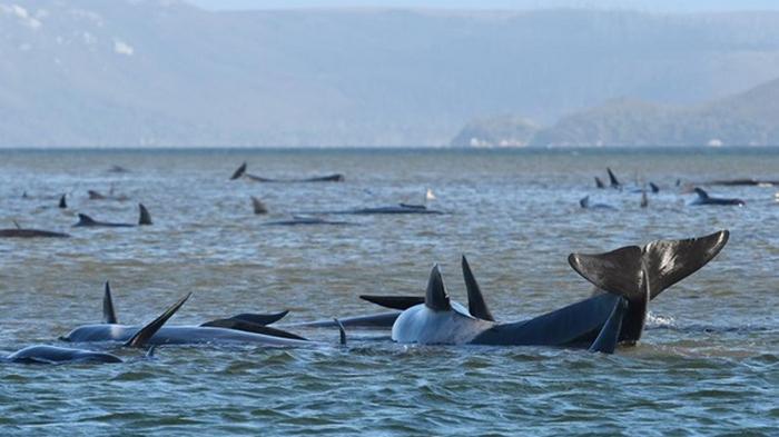 В Австралии на отмели застряли сотни китов (фото)