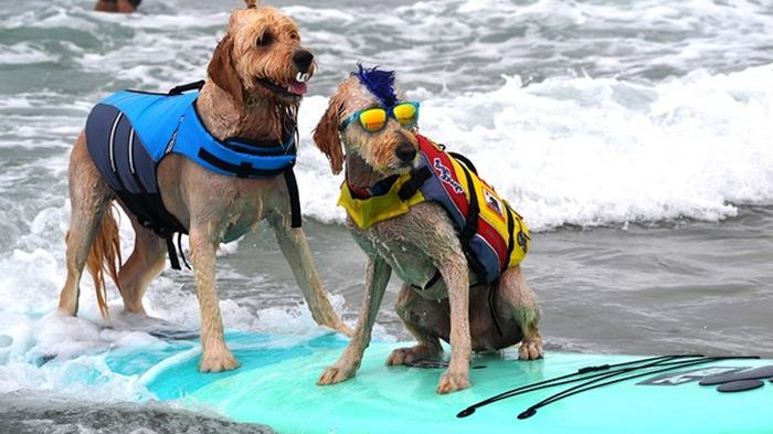 В США соревновались собаки-серфингисты (видео)