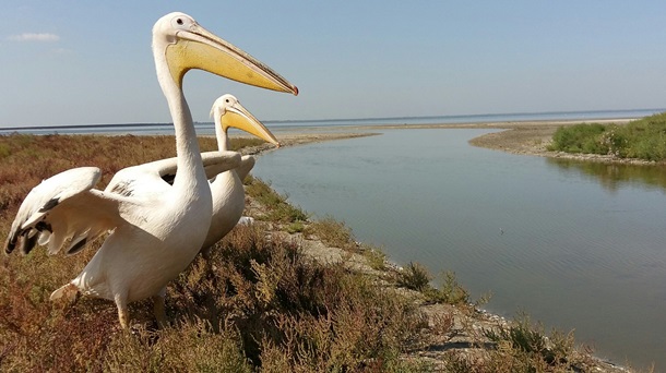 На Одесчине пеликанов переселили из ресторана в заповедник (фото)