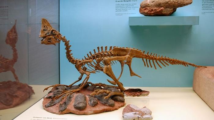 Палеонтологи обнаружили останки нового вида динозавров