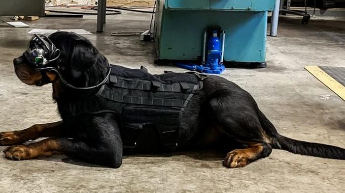 В армии США начали тренировать военных собак с помощью очков дополненной реальности