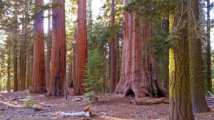 Ученые подсчитали биомассу самых больших деревьев на Земле