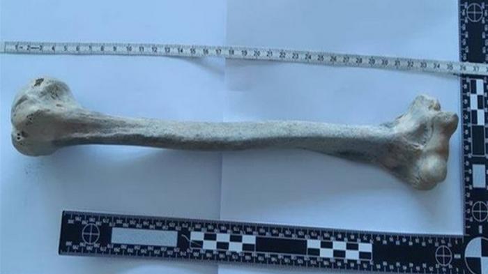 Мужчина на прогулке нашел древнюю человеческую кость