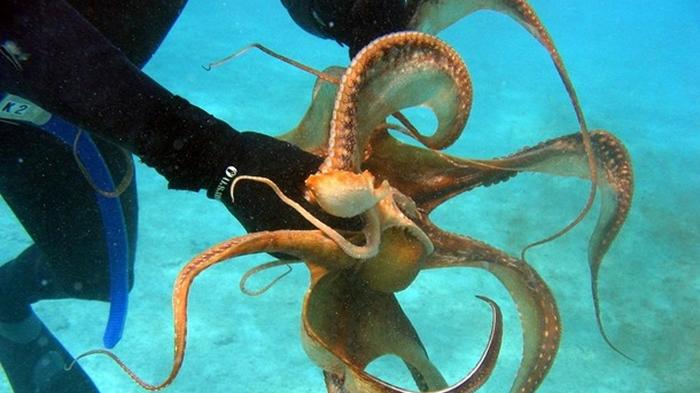 Ученые решили загадку необычного мозга у осьминогов