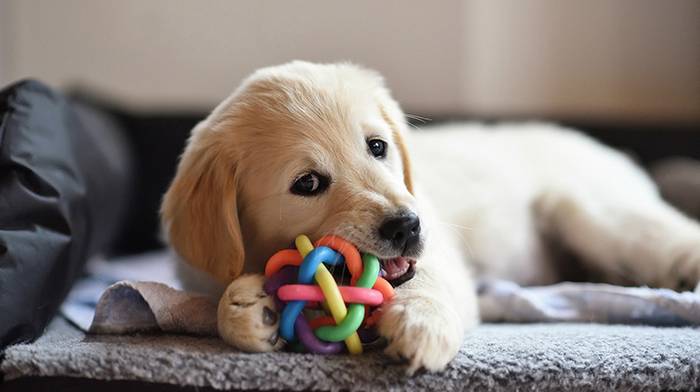 Главные правила выбора игрушек для собаки