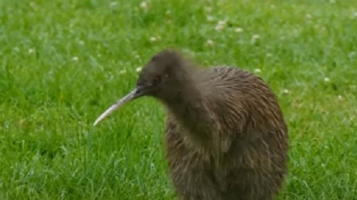 В Новой Зеландии подтасовали выборы птицы года (видео)