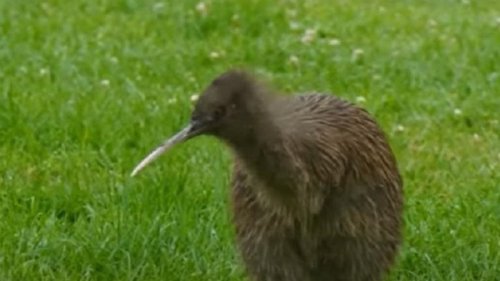 В Новой Зеландии подтасовали выборы птицы года (видео)